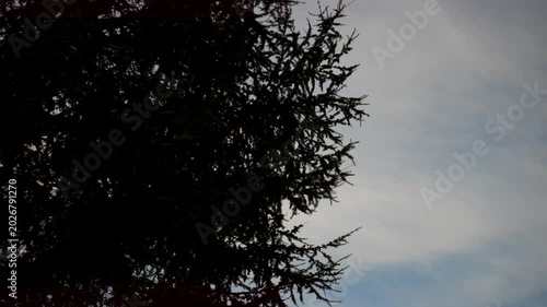 Pine tree branches blowing in the wind. Super Slow motion 4K