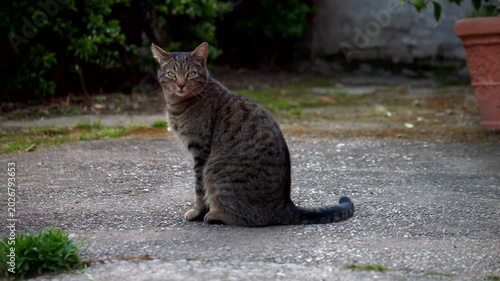 Brown cat he runs away scared. Slow motion 4K
