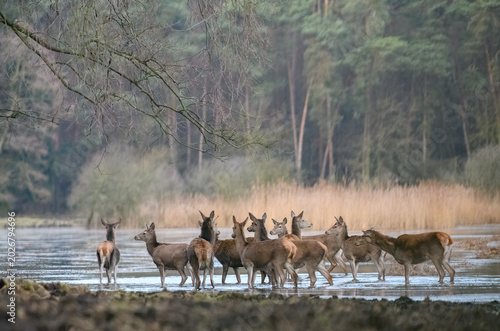 Red Deer in Natural Forest Habitat