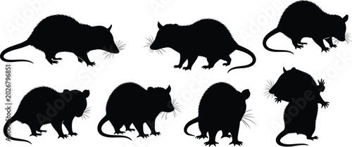 Cuadro en lienzo Opossum wild marsupial black silhouette vector collection featuring standing and