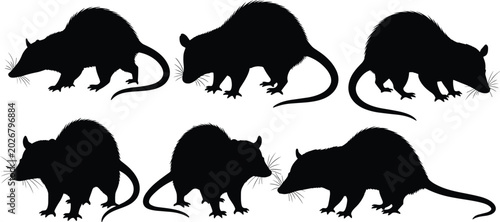 Tableau sur toile Wild opossum marsupial black silhouette vector set featuring various nocturnal a
