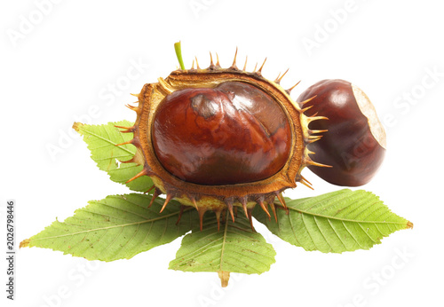 Foto Chestnuts on white background