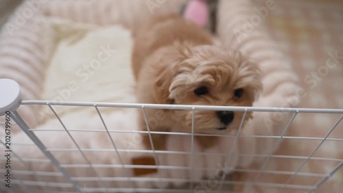 Cute, small, fluffy puppy with big eyes sits in soft, plush bed inside white playpen. Adorable little dog looks curiously at camera, turns its head, and looks back again