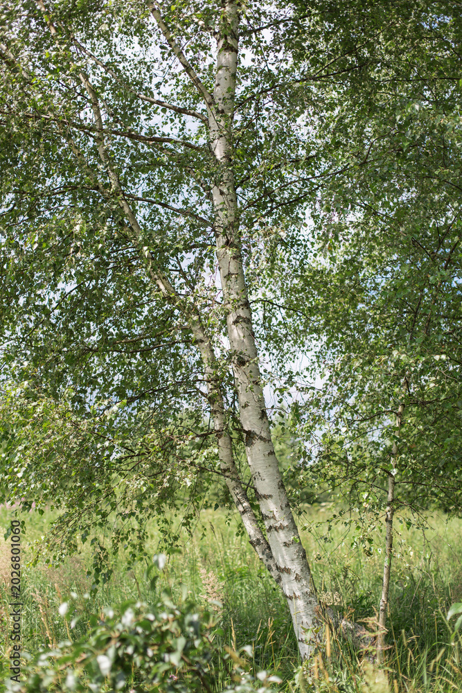 Fototapeta premium Tall white birch trees with lush green foliage growing in sunny meadow, slender trunks surrounded by wild grass under soft summer light, tranquil forest landscape, natural countryside concept