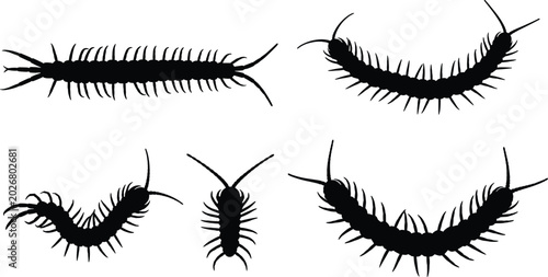 Bild auf Leinwand Centipede insect curved silhouette vector collection featuring various crawling