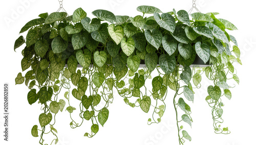 Foto Lush green pothos plant cascading from a hanging planter, isolated on transparen