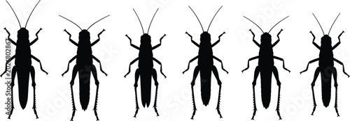 Konstfotografi Black locust silhouette vector set isolated on transparent background for bug in