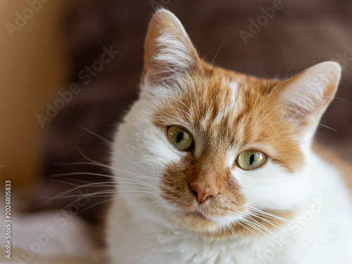 Close-Up Portrait of Ginger and White Cat with Green Eyes