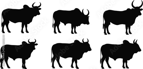 Tableau sur toile Zebu hump cattle wild bull black silhouette vector set with various horned lives