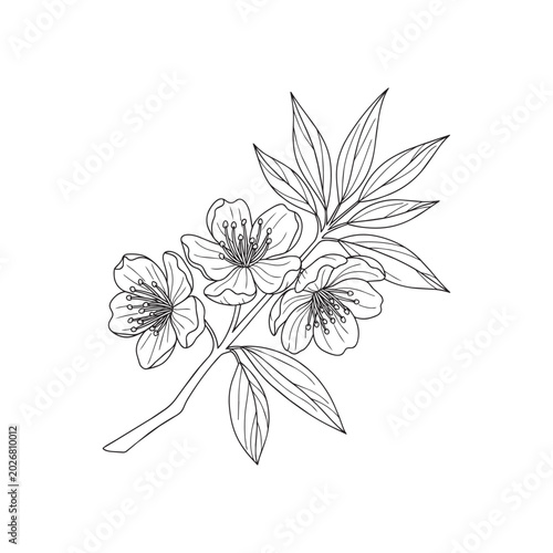 Sketch style heather flower with green leaves illustration