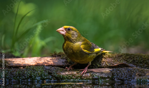 Foto The European Greenfinch (Carduelis chloris) drinking water.