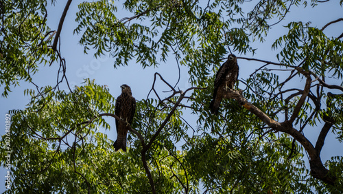 Foto Shot of two Black Kites or Milvus migrans sitting together on a neem tree
