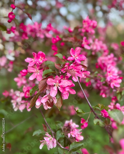 Pink Flowers on a Branch Spring Macro