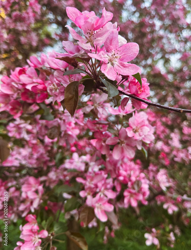 Pink Flowers on a Branch Spring Macro