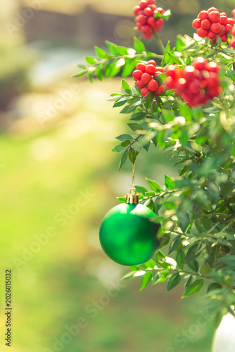 Fotografie Beautiful close-up macro shot of vibrant red berries of butcher's broom (Ruscus aculeatus) or Christmas kokina blooming in winter sunshine