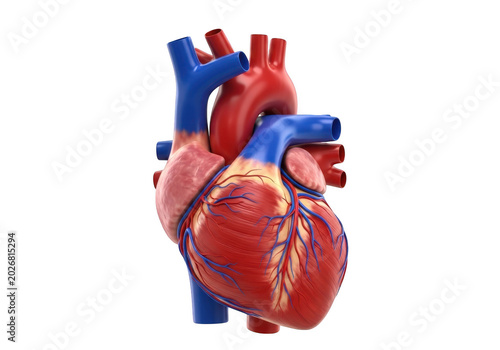 Human Heart Anatomy with Arteries and Veins illuminated with soft studio light isolated on transparent background