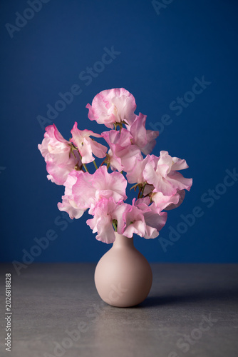 Shot of pink sweet pea flowers in small vase against blue background