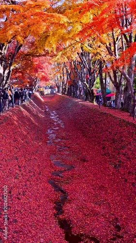 秋の真っ赤な紅葉回廊