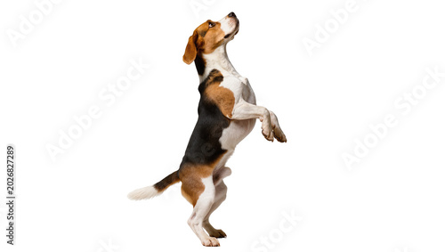 Foto Tri-color Beagle dog standing on hind legs looking up, isolated on transparent b