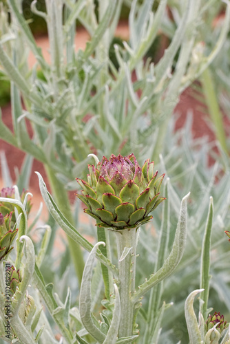 Fényképezés Developing artichoke (Cynara scolymus) bud showing green bracts tinged with purple, surrounded by silvery foliage
