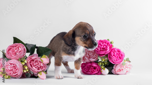 Foto outbred ginger puppy smiling on a white background