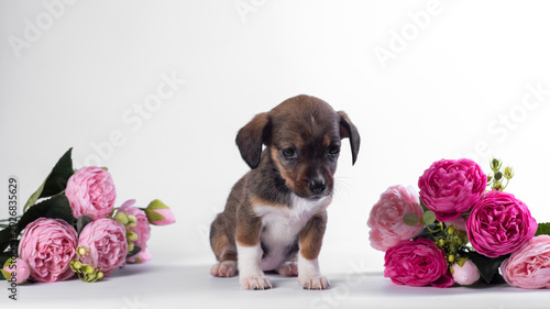 Fotografía outbred ginger puppy smiling on a white background