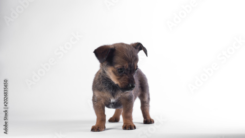 Cuadro en lienzo outbred ginger puppy smiling on a white background