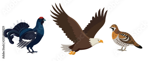 Obraz na plátně Black Grouse, White Tailed Eagle, and Hazel Grouse Vector Illustration