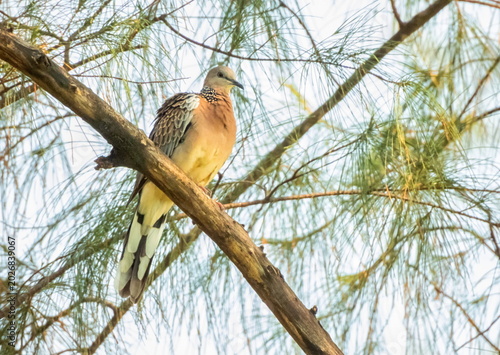 Eastern spotted dove pigeon, Spilopelia chinensis, on a branch