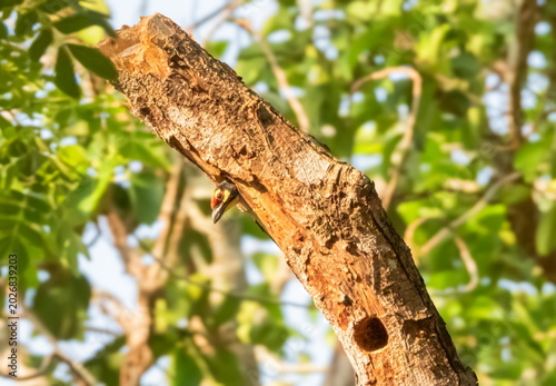 Coppersmith, crimson-breasted barbet bird, Psilopogon haemacephalus head out of nest