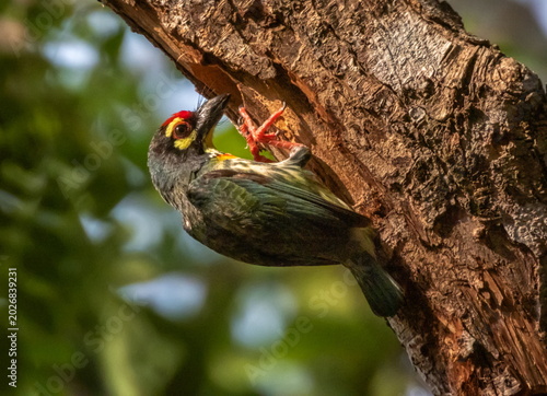 Coppersmith, crimson-breasted barbet bird, Psilopogon haemacephalus on a branch