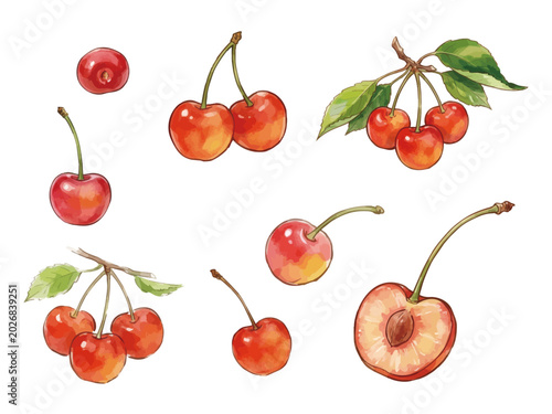 Minimalist fresh cherry fruit illustration, elegant twin berries with stems for sweet dessert branding ／ さくらんぼのイラスト