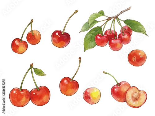 Minimalist fresh cherry fruit illustration, elegant twin berries with stems for sweet dessert branding ／ さくらんぼのイラスト