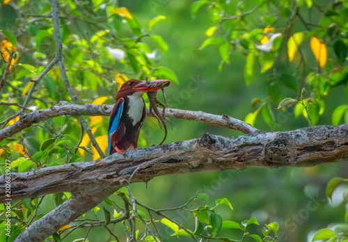 Coppersmith, crimson-breasted barbet bird, Psilopogon haemacephalus on a branch