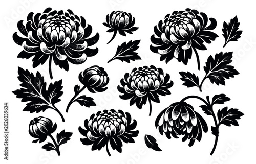 Hand drawn chrysanthemum set featuring stylized flowers, buds and leaves for floral decoration