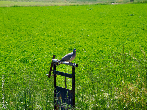A wild turtledove at Lodi Vecchio, Italy, in April