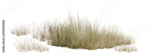 Cuadro en lienzo grass on white background/Highly detailed dry wild grass isolated on transparent background with realistic texture and sharp quality