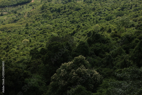 forest in the mountains