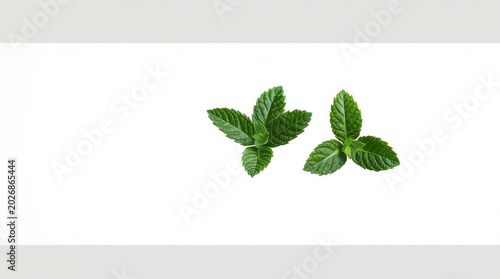 Fresh green mint leaves on white background herb plant food ingredient culinary healthy organic nature