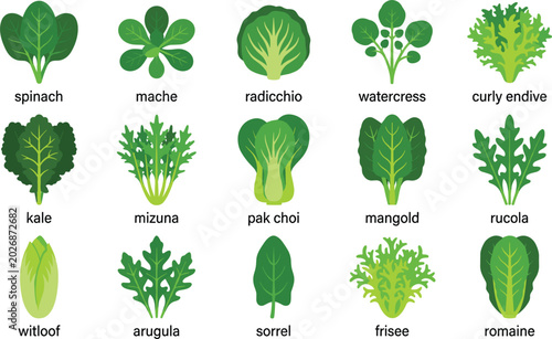 Foto Leafy Green Salad Vegetables Vector Icon Set Featuring Named Varieties Like Spin