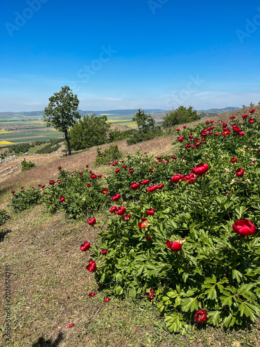 Bild auf Leinwand field of peonies, Consul Hill, Tulcea, Romania