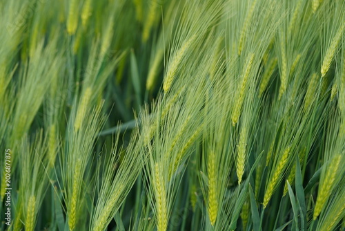 Cuadro en lienzo Wheat plants grow in a field during late spring with bright green stalks swaying