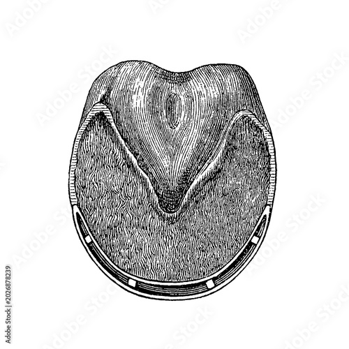 Canvastavla Horse hoof shod, old vintage illustration, 1889.