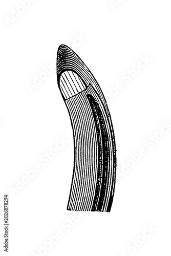 Canvastavla Heel branch of a horseshoe with clinch calk, curved striped structure, flowing lines, old vintage illustration, 1889