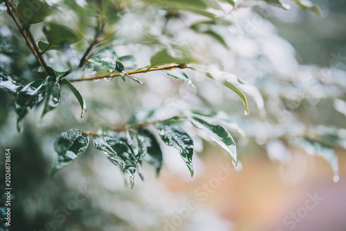 Tableau sur toile Wet green branches after rain with soft natural bokeh