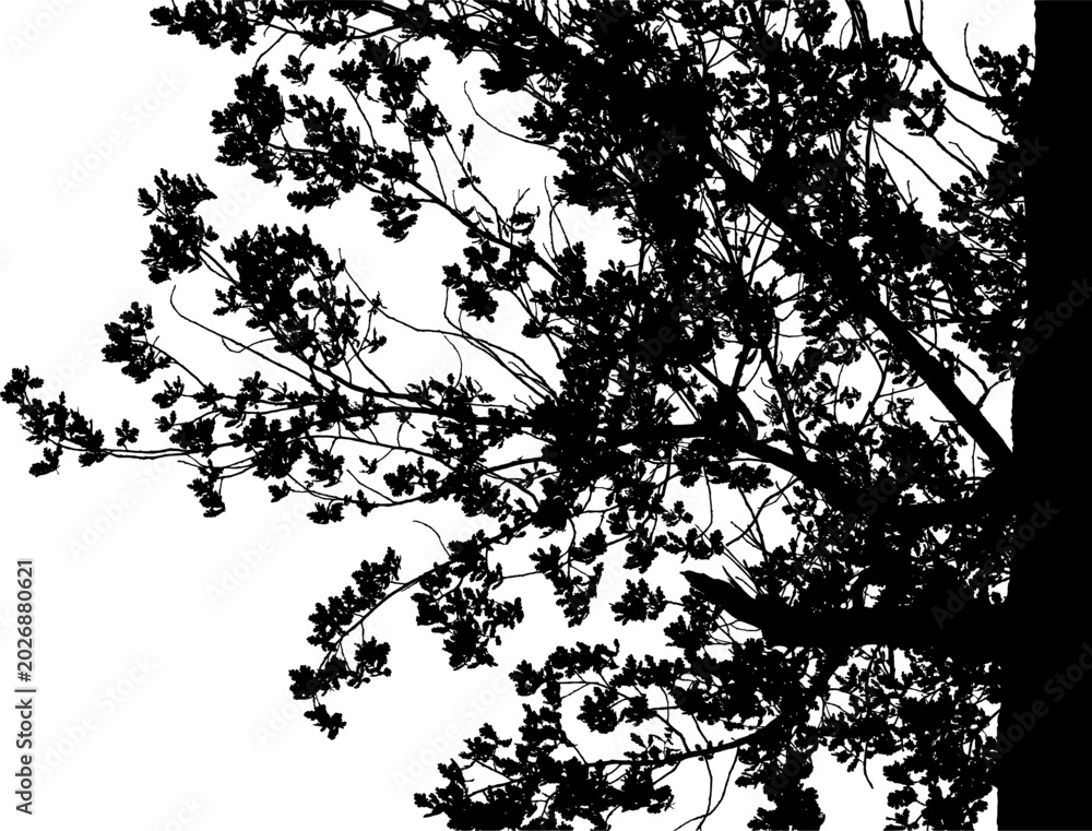 Fototapeta premium Vector illustration of a natural large oak branch