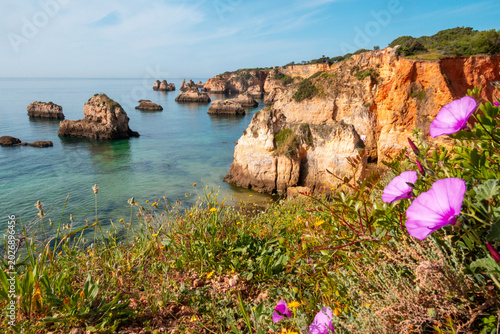Obraz na płótnie Falaises dorées pittoresques avec des fleurs roses au premier plan près d'Alvor