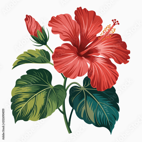 Vibrant red hibiscus flower, tropical bloom, floral illustration, botanical art