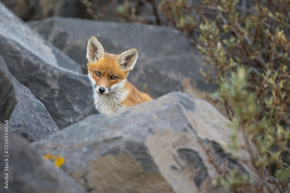 Fototapeta premium Young red fox cub in nature curious and to explore the world