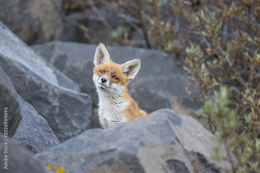 Fototapeta premium Young red fox cub in nature curious and to explore the world